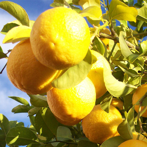 Limon